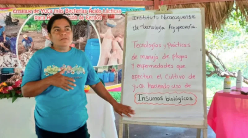 inda, inta, prouccionm, yuca, nicaragüa, gobierno de nicaragua,