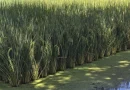 arroz, ministerio agropecuario, nicaraguam seguridad alimentaria,