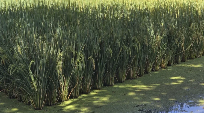 arroz, ministerio agropecuario, nicaraguam seguridad alimentaria,