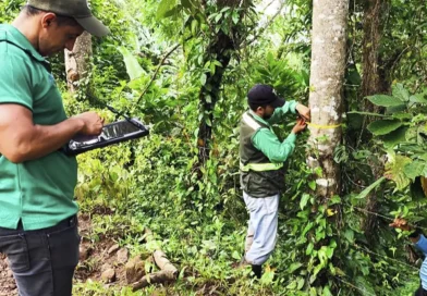 nicaragua, marena, inventario nacional, forestal