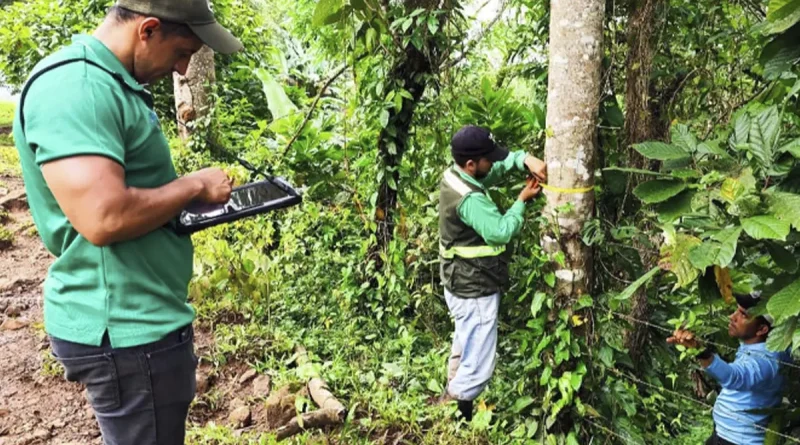 nicaragua, marena, inventario nacional, forestal