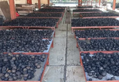 nicaragua, marena, matagapa, semillas de nogal, reforestacion, la dalia,