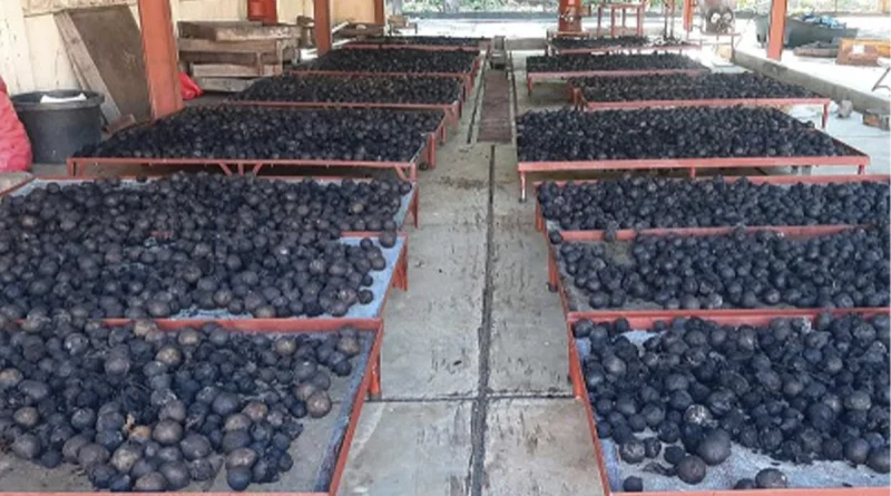 nicaragua, marena, matagapa, semillas de nogal, reforestacion, la dalia,