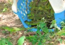 iguanas, liberaron, leon, marena,
