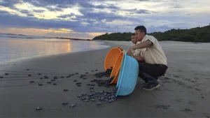 marena, carazo, liberacion, tortugillos, fiestas patrias, nicaragua,