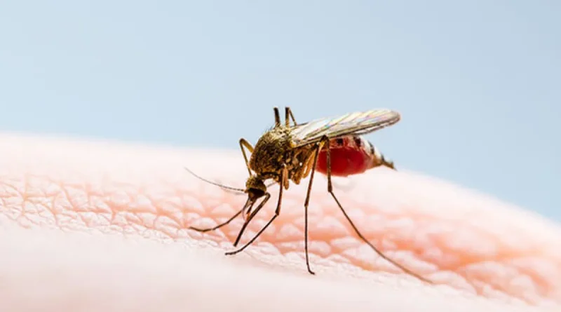 nicaragua, dengue, neumonía, influenza, minsa