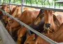 encuentro internacional de bovina, ipsa, gobierno de nicaragua, nicaragua