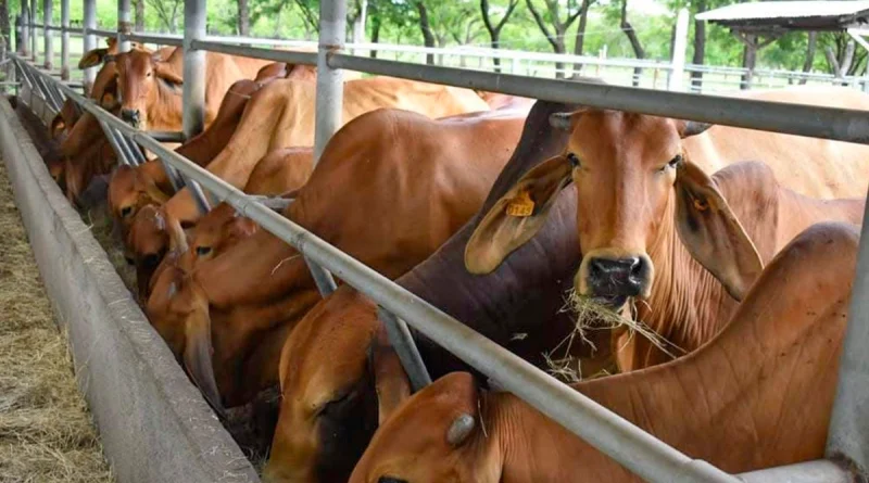 encuentro internacional de bovina, ipsa, gobierno de nicaragua, nicaragua