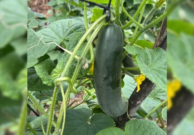 pepino, mag nicaragua, mercados nacionales, nicaragua, abastecimiento del mes de septiembre 2025