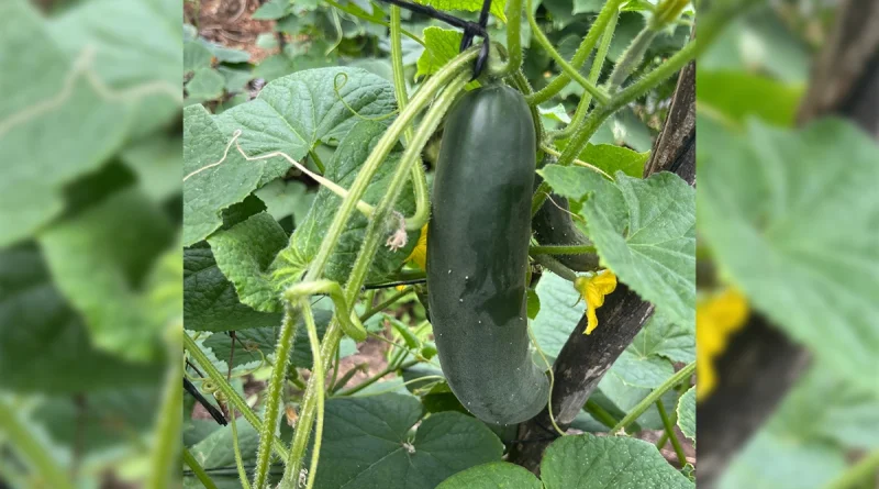 pepino, mag nicaragua, mercados nacionales, nicaragua, abastecimiento del mes de septiembre 2025