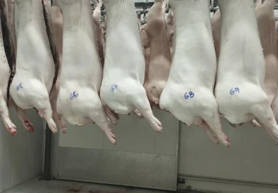 carne porcina, nicaragua, ministerio agropecuraio, produccion,
