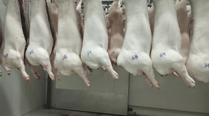 carne porcina, nicaragua, ministerio agropecuraio, produccion,