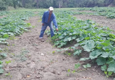 produccion, pipuan, nicaragua,