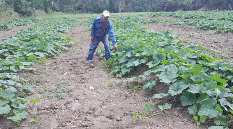 produccion, pipuan, nicaragua,