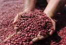 cosecha de frijol, Nicaragua, Gobierno Sandinista, nicargua,