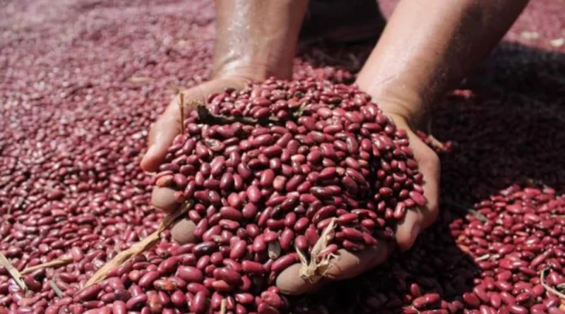 cosecha de frijol, Nicaragua, Gobierno Sandinista, nicargua,
