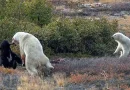 pelea, oso polar, oso negro, captan, turista,
