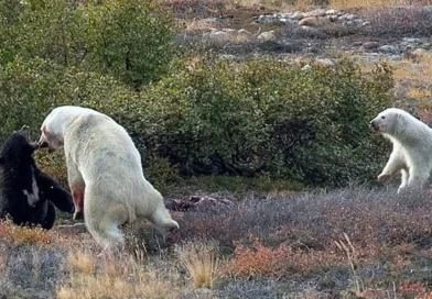 pelea, oso polar, oso negro, captan, turista,