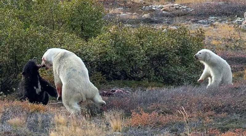 pelea, oso polar, oso negro, captan, turista,