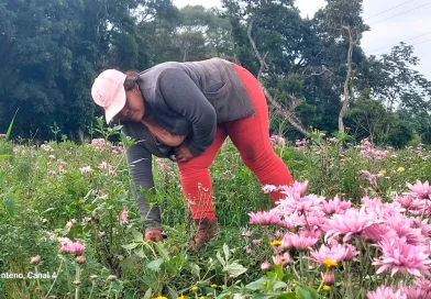 floricultores, turismo, nicaragua, masaya, catarina, ruta de las flores, dia de los fieles difuntos,