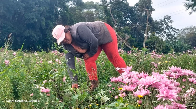 floricultores, turismo, nicaragua, masaya, catarina, ruta de las flores, dia de los fieles difuntos,