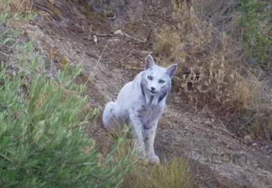 España, fotógrafo, avistamiento, ejemplar, leucístico, animal, lince,