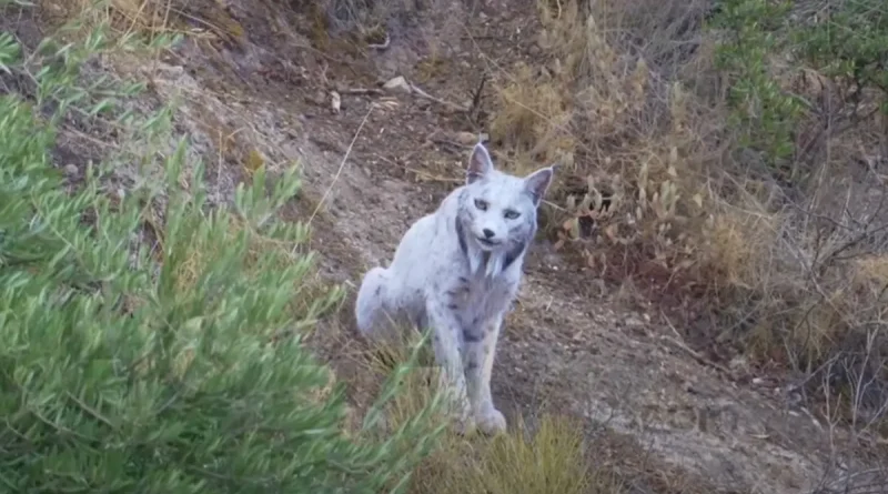 España, fotógrafo, avistamiento, ejemplar, leucístico, animal, lince,