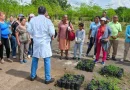 intercambio regional, león, moringa, inta