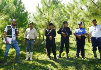 marena, pino, nicaragua,