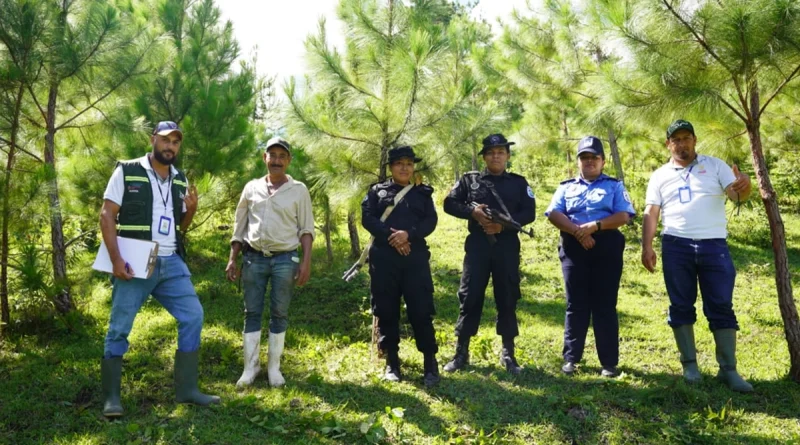marena, pino, nicaragua,