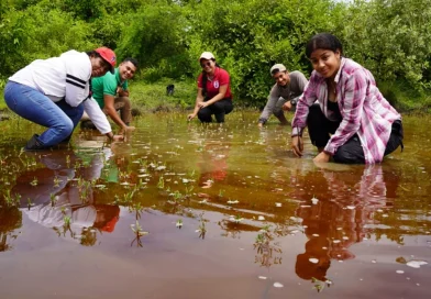 20 mil plantas de mangle, leon, chinandega, marena, movimiento ambientalista guardabarranco, conversación de la biodiversidad, barreras naturales, comunidades costeras, restauración ecológica