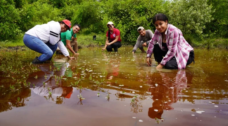 20 mil plantas de mangle, leon, chinandega, marena, movimiento ambientalista guardabarranco, conversación de la biodiversidad, barreras naturales, comunidades costeras, restauración ecológica