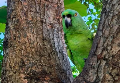 marena, dia mundial del aves migratorias, nicaragua, 259 especies de aves