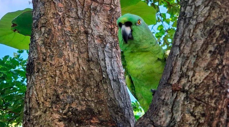 marena, dia mundial del aves migratorias, nicaragua, 259 especies de aves