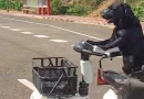 perro, conductor, aduena, calles, corazones, internautas, carritoeléctrico, conducir, discapacitados, Sichuan, hombre,