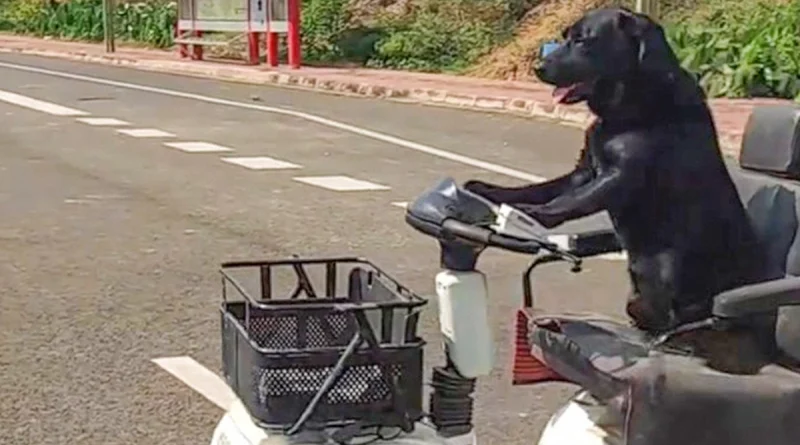 perro, conductor, aduena, calles, corazones, internautas, carritoeléctrico, conducir, discapacitados, Sichuan, hombre,