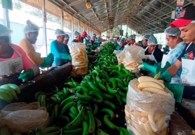 nicaragua, ministerio agropecuario, platano, procesamiento, agroindustrial,