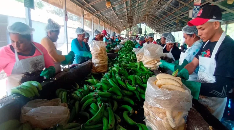 nicaragua, ministerio agropecuario, platano, procesamiento, agroindustrial,