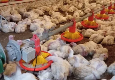 nicaragua, carne de pollo, ministerio agropecuario, mag, producción avícola, seguridad alimentaria, economía local, desarrollo rural, proteína, soberanía alimentaria