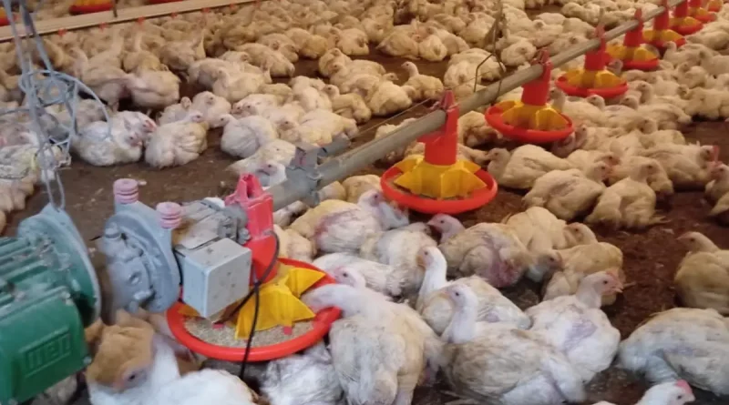 nicaragua, carne de pollo, ministerio agropecuario, mag, producción avícola, seguridad alimentaria, economía local, desarrollo rural, proteína, soberanía alimentaria