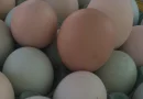 produccion de huevo, nicaragua, economia,