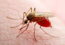 Brasil, inaugura, fabrica de mosquitos, insectos, planta de cria, zancudo, dengue, tecnología, latinoamerica,