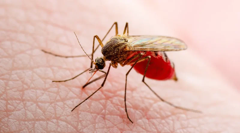 Brasil, inaugura, fabrica de mosquitos, insectos, planta de cria, zancudo, dengue, tecnología, latinoamerica,