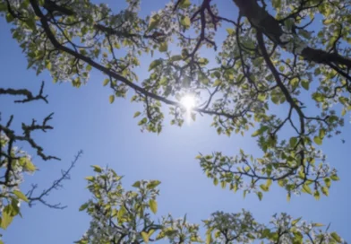 clima, ambiente caluroso, altas presiones, temperaturas, vientos moderados, ineter, 19 de noviembre de 2025, nicaragua