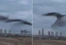 Ankara, danza de animales, fotógrafo, banda de estorninos, aves, banda de aves, Turquía,