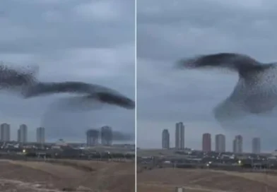 Ankara, danza de animales, fotógrafo, banda de estorninos, aves, banda de aves, Turquía,