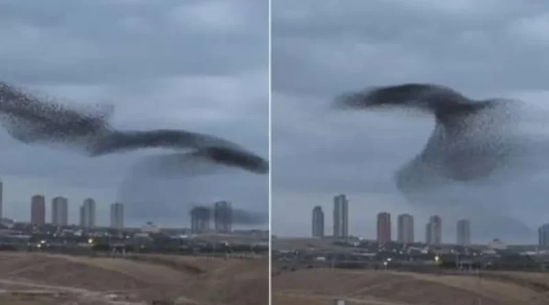 Ankara, danza de animales, fotógrafo, banda de estorninos, aves, banda de aves, Turquía,