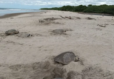 marena, 7 mil 444 anidaciones, santa teresa, carazo, tortugas paslama, 537 huevos de tortugas paslama, tortugas paslama nicaragua, nicaragua