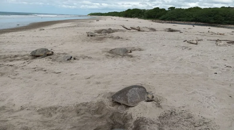 marena, 7 mil 444 anidaciones, santa teresa, carazo, tortugas paslama, 537 huevos de tortugas paslama, tortugas paslama nicaragua, nicaragua