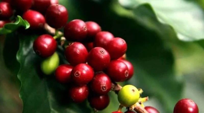 cosecha cafetalera, ejercito de Nicaragua, nicaragua,